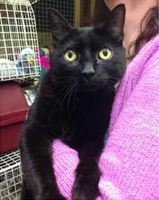 black cat Cats Protection Hendon Finchley animal charity.jpg